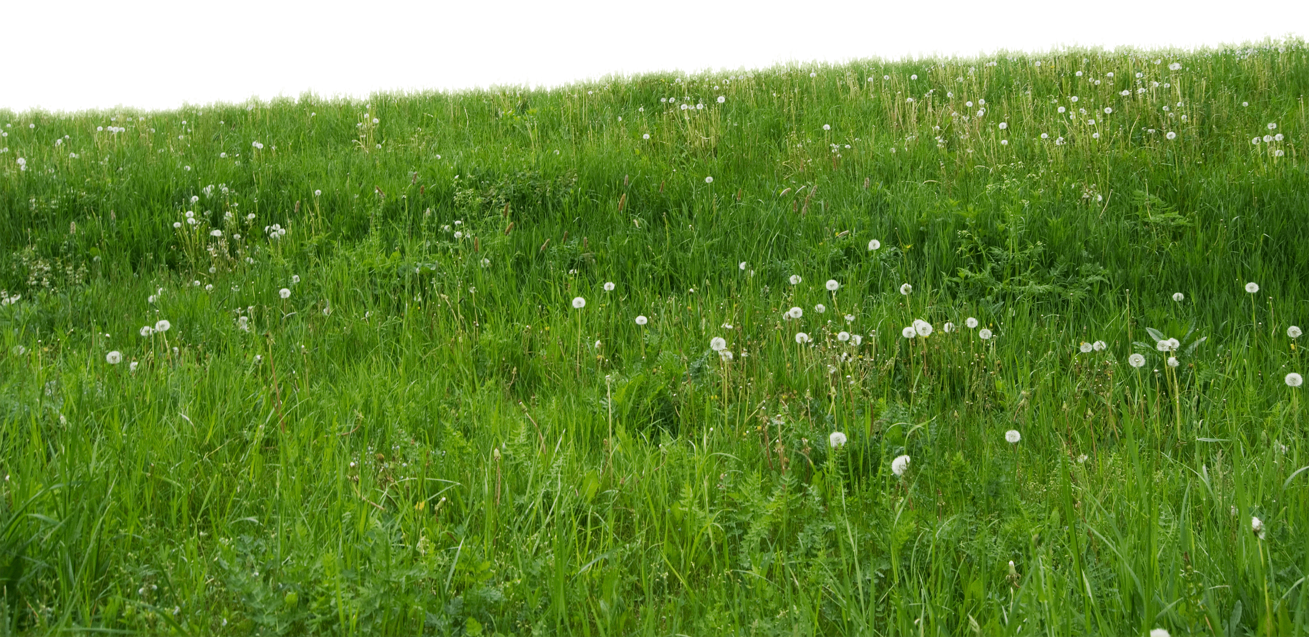 Grass with dandelions