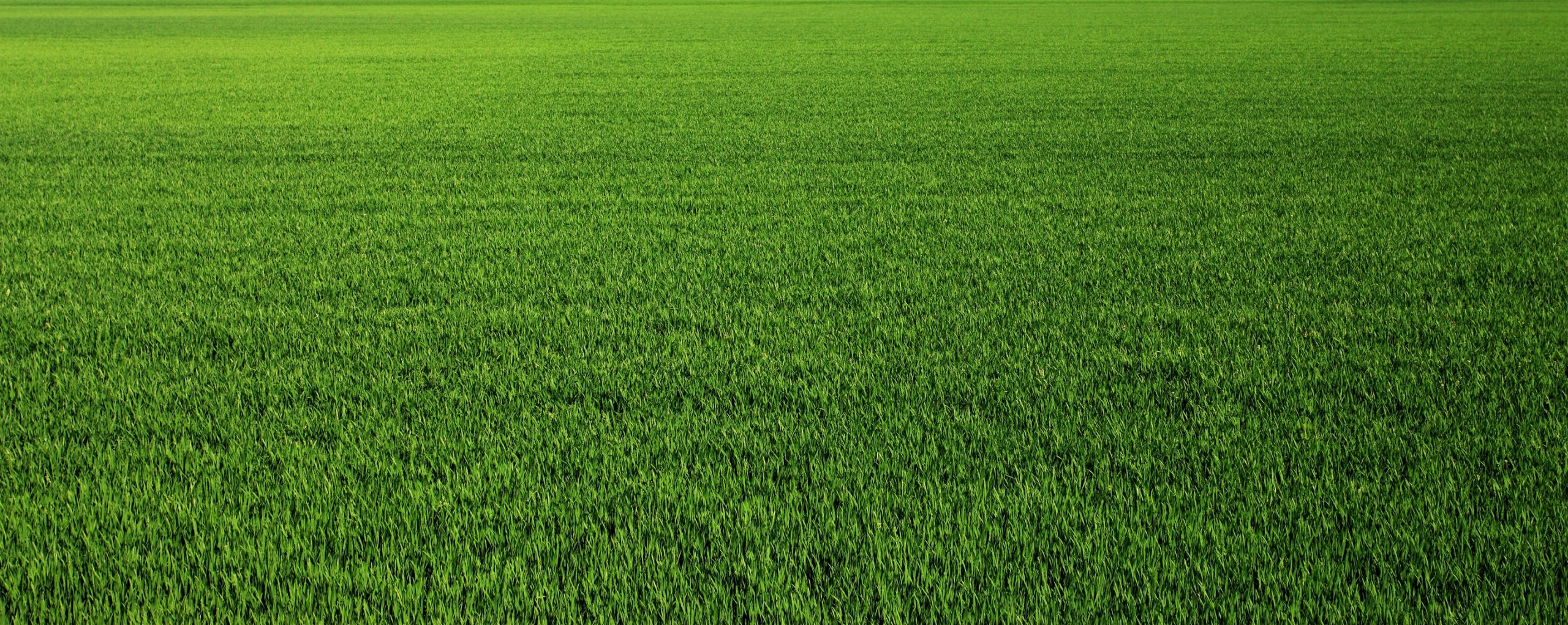 Turf grass